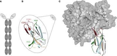 The influence of antibody humanization on shark variable domain (VNAR) binding site ensembles